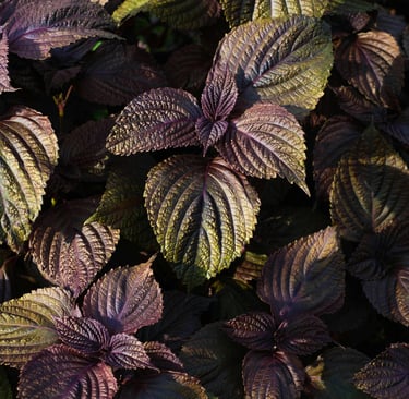 perilla leaves