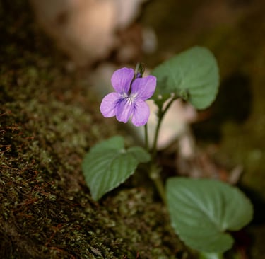 viola odorata