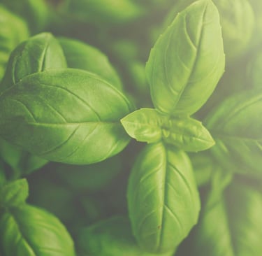 basil leaves