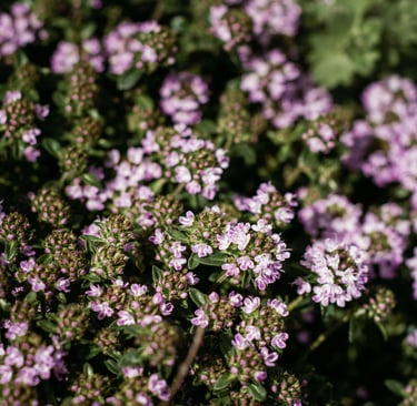 thyme