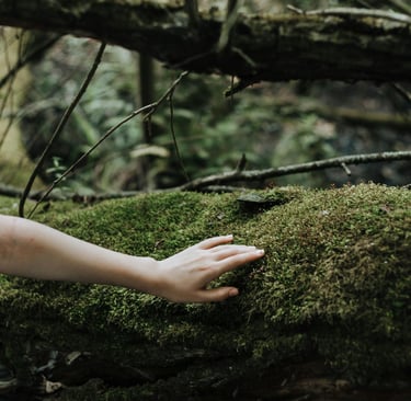 a person touching a piece of mossed tree in a forest