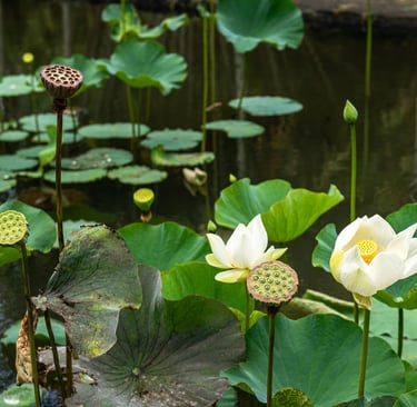 Lilies at Mauritus botanical gardens