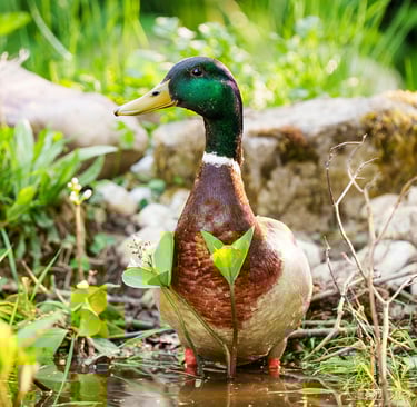 Männliche Stockente sitzt am Teichrand