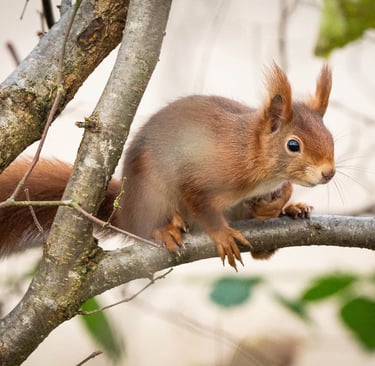 Eichhörnchen schaut neugierig hinter einem Ast hervor.