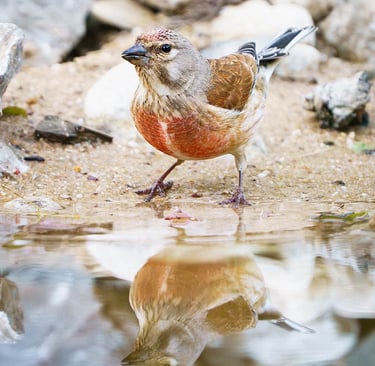 Bluthänfling sitzt am Ufer eines Gewässers, mit Spiegelung im Wasser