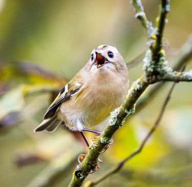 Wintergoldhähnchen sitzt auf einem Zweig und singt im winterlichen Licht