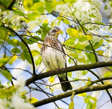 Wacholderdrossel blickt elegant aus einem frühlingshaften Blütenbusch.