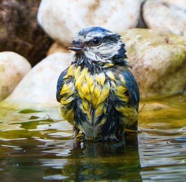 Blaumeise badet im Wasser eines Gartenteichs