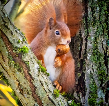 Eichhörnchen sitzt in einer Astgabel und knabbert eine Walnuss im morgendlichen Licht.