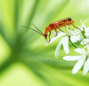 Roter Weichkäfer sitzt auf einer Gierschpflanze