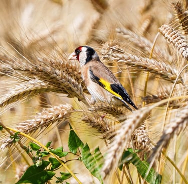 Stieglitz sitzt in einem Getreidefeld.
