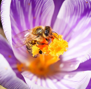 Biene sitzt im Frühling auf einem Krokus und sucht Pollen 