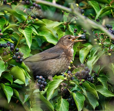 Eine Amsel mit einer Beere im Schnabel sitzt in Efeu Foto: Philipp Geisler