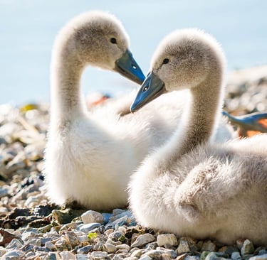 Zwei junge Höckerschwäne sitzen sich gegenüber.