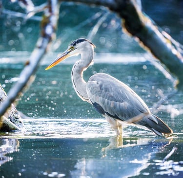 Graureiher sucht an einem frostigen Wintertag am Gewässer nach Fisch