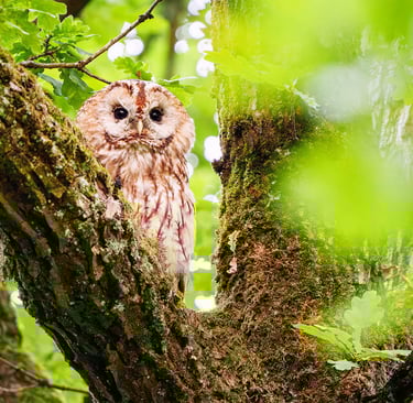 Waldkauz sitzt auf einer alten Eiche im Wald