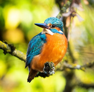 Eisvogel im Frühlingslicht vor farbenfrohem Hintergrund.