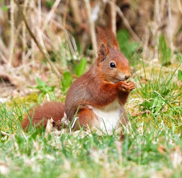 Eichhörnchen sitzt auf einer Wiese und frisst eine Nuss