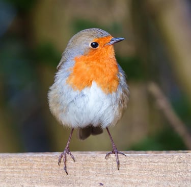 Rotkehlchen sitzt auf einem Zaunbrett und blickt in die Kamera.