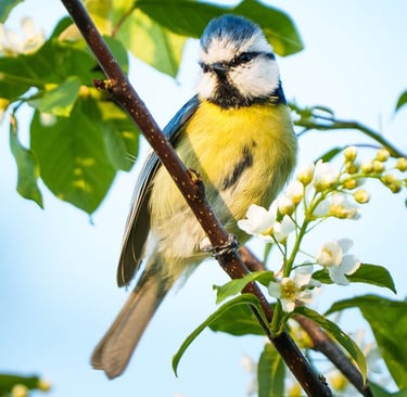 Blaumeise sitzt auf einem Zweig mit Frühlingsblüten.