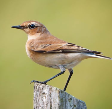 Steinschmätzer sitzt elegant auf einem Zaunpfahl.