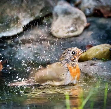 Junges Rotkehlchen badet im Teich, Wasser spritzt auf.