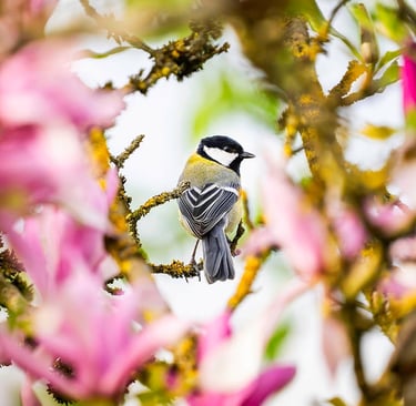 Kohlmeise sitzt im blühenden Magnolienbaum im Frühling.
