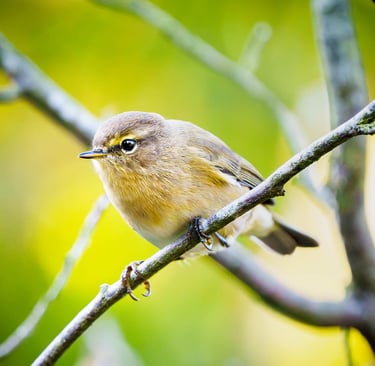 Zilpzalp sitzt auf einem Zweig vor abendlicher Stimmung.