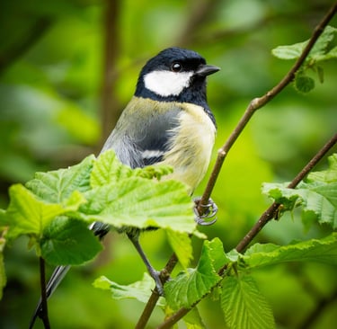 Kohlmeise auf einem Haselnussbusch Foto: Philipp Geisler