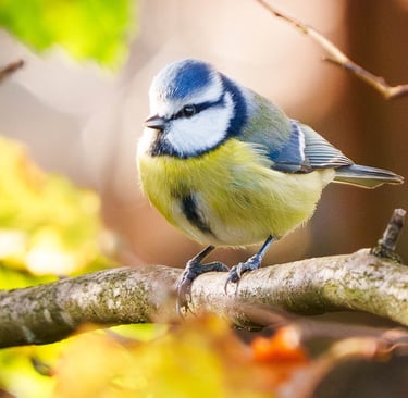 Blaumeise sitzt auf einem Ast, im Hintergrund herbstliche Farben.