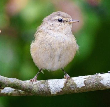 Zilpzalp sitzt auf einem Ast und blickt neugierig.