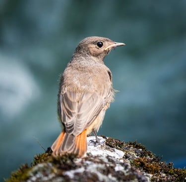 Der Vogel des Jahres 2025: ein Hausrotschwanz Weibchen auf einem Dachziegel Foto: Philipp Geisler