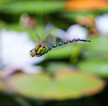 Mosaikjungfer fliegt über dem Wasser, im Hintergrund eine Seerose