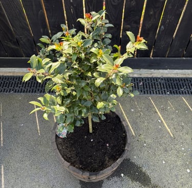 Planter