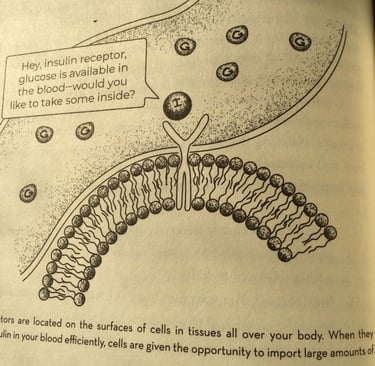 胰岛素受体在细胞的表面。