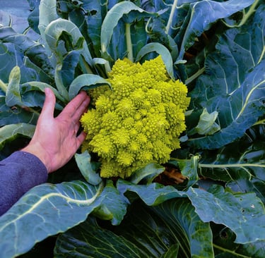 Un romanesco en pleine forme