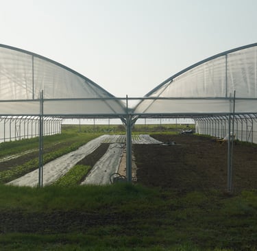 La serre début mars