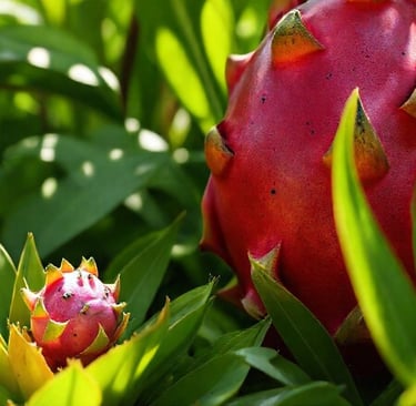Small Dragon Fruit Next to a Large Dragon Fruit