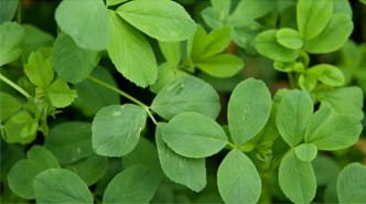 Alfalfa Leaf