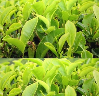 potent antioxidant