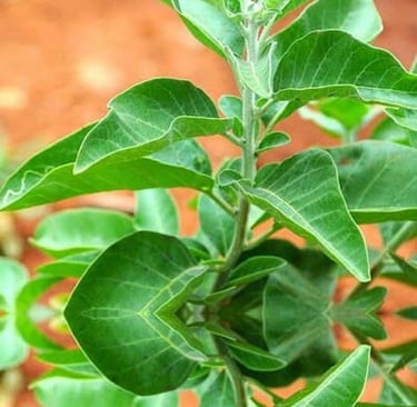 Withania Somnifera
