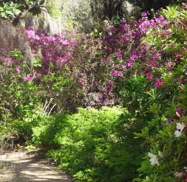 un jardin luxuriant à la Nouvelle-Orléans