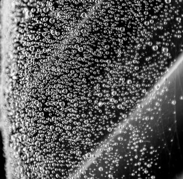 A black & white detailed photo of a large leaf covered in cobweb and glistening raindrops