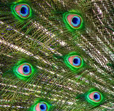 A close-up colour photograph of a peacock’s tail feathers