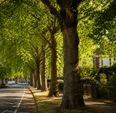 Sustainable programme delivery Tree Strategy