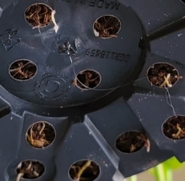 Plastic plant pot with drainage holes
