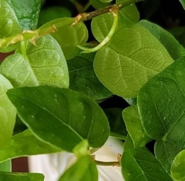 Creeping fig plant