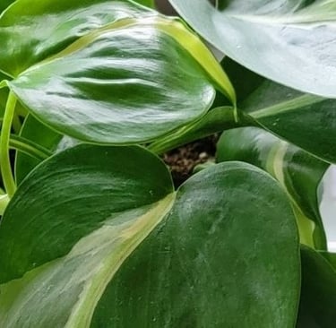 Philodendron cream splash plant
