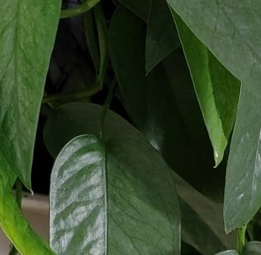 Cebu Blue pothos plant