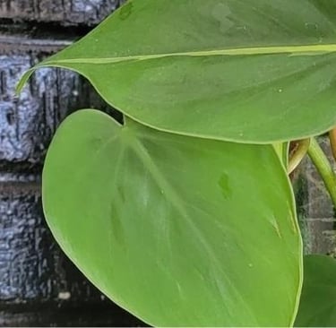 Heartleaf philodendron plant